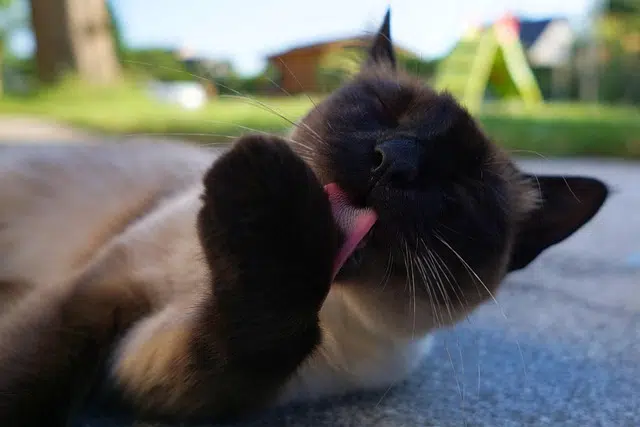 Thailand National Cat: What Is It and Why It Matters