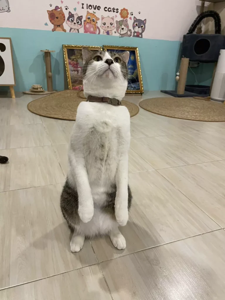 Charlie và ba màn hài không cần kịch bản