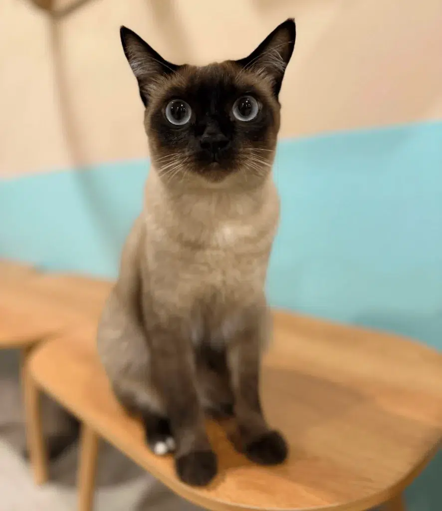 Siamese Cat Caféの保護・譲渡猫たち