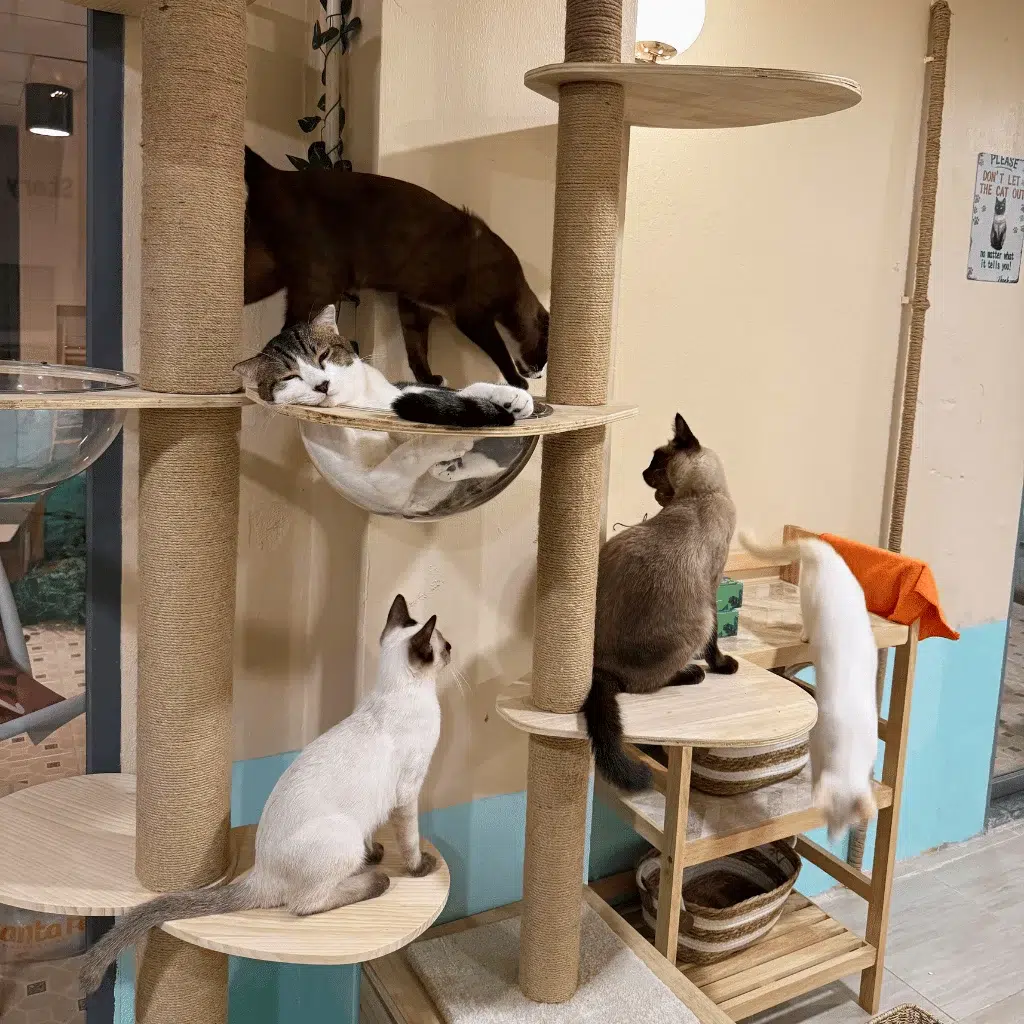 How Cat Welfare Shapes a Visit to Siamese Cat Café