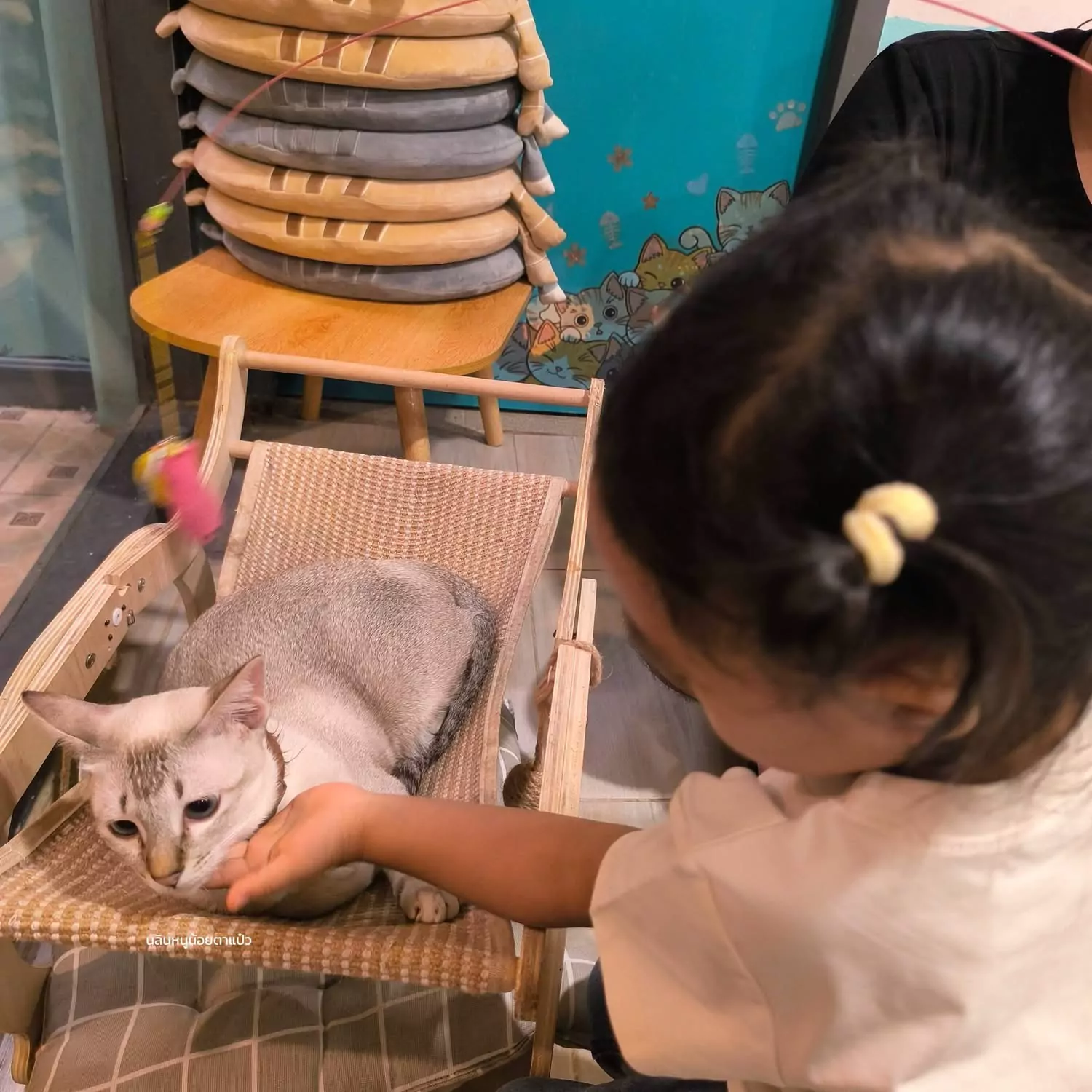 Cat Cafe Near Mega Bangna: Free Parking, Food & Cats Cat Cafe Near Mega Bangna: Free Parking, Food & Cats