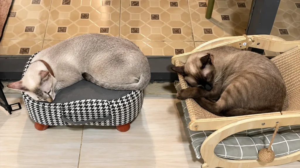 Siamese Cat Adoption Day là ngày gì? Một lời nhắc về cuộc sống của mèo sau khi có nhà