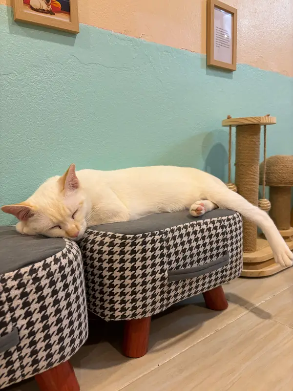 明るい色の常住猫が、カフェの柄のあるベッドで休んでいる。
