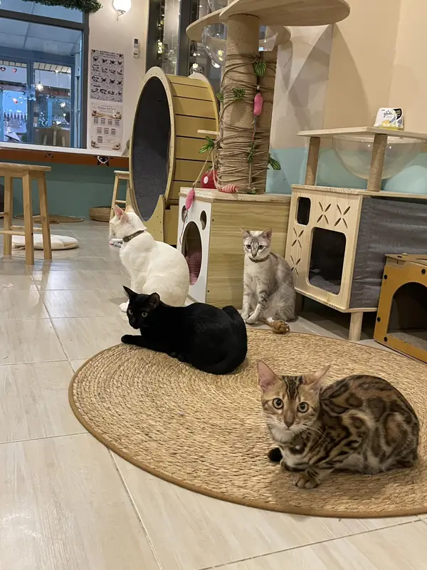 複数の常住猫が、カフェの猫用家具の間にあるマットで一緒に休んでいる。