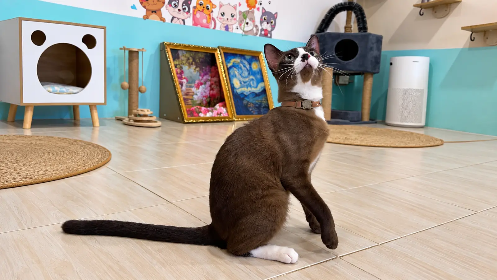 Before You Adopt a Rescue Cat in Thailand: Questions Worth Asking