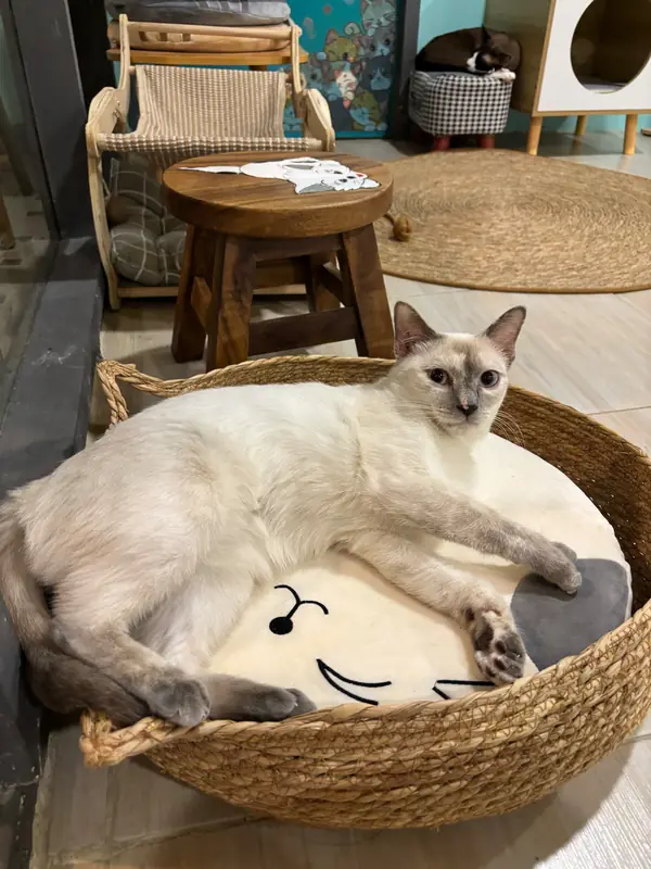 밝은 색의 상주 고양이가 카페 안 바구니에서 쉬고 있다.