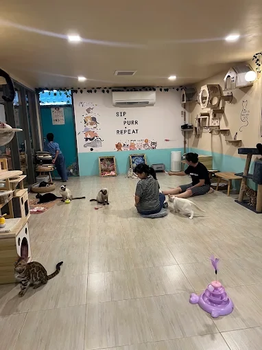 shop 04 cat room