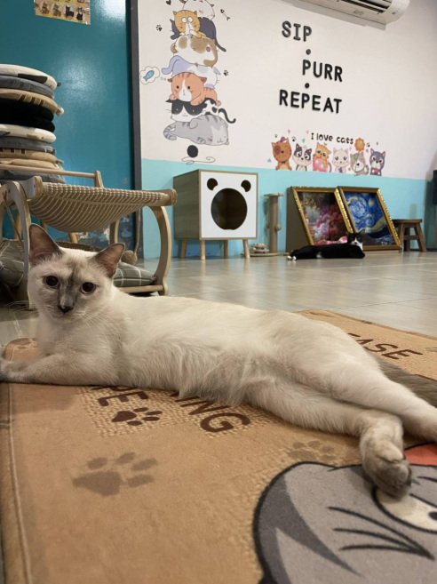 Lila resting on a café rug.