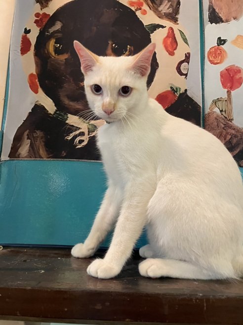 Adopting Bonded Cats: Could Your Home Make Room for Two?