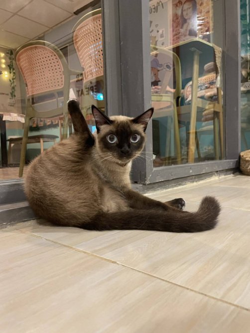 Почему в основе Siamese Cat Café — сами кошки
