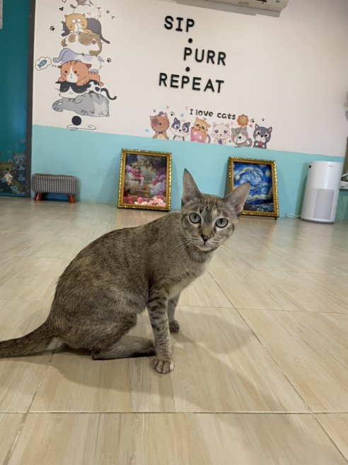 Muezza — The Gentle Blessing (Born in Aug 2025)