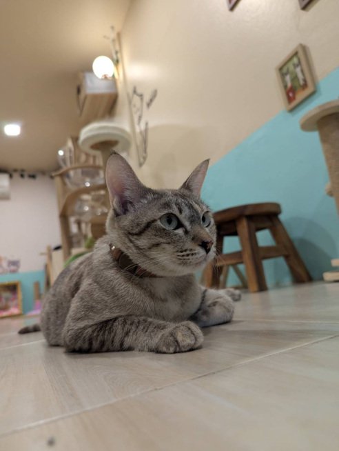 Muezza resting on the café floor.